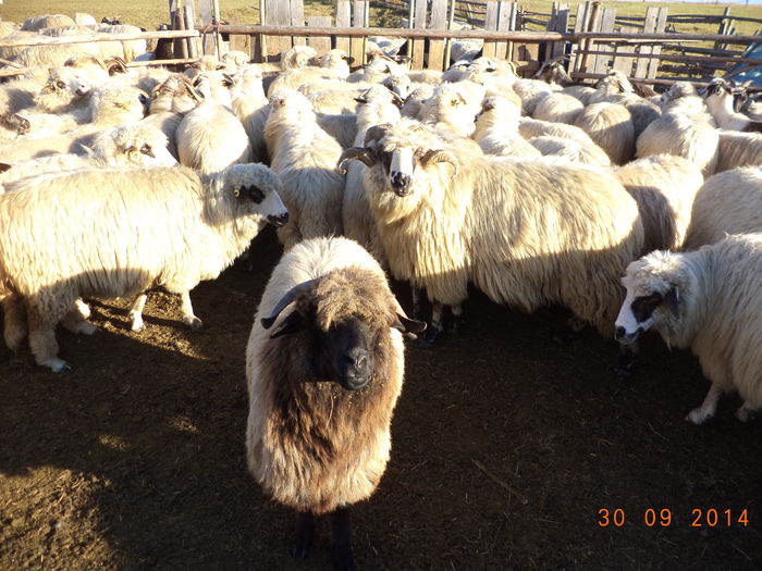 Oaie frumoasa la culoare