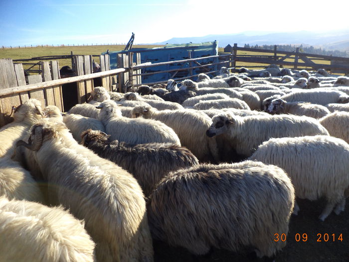 Oile asteapta in strunga