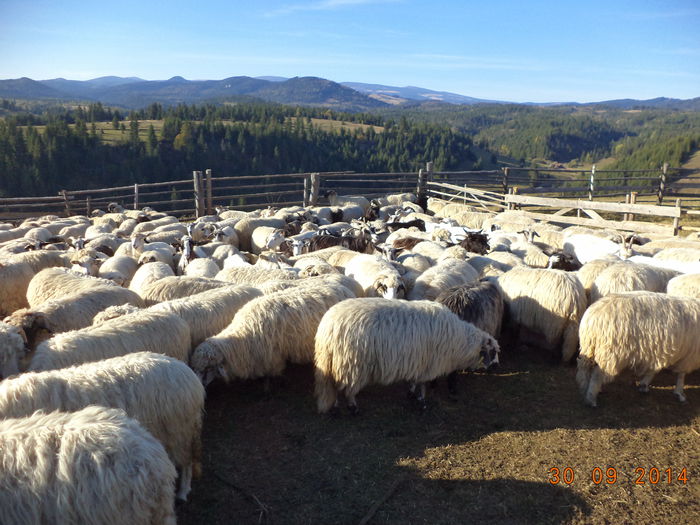 Oile la strunga in asteptare - LA STANA LA PASCU ION-30 Septembrie