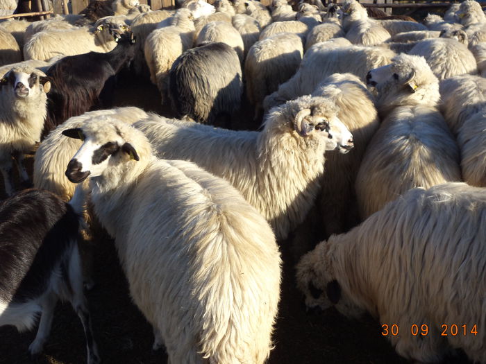 Oile sant grase toamna