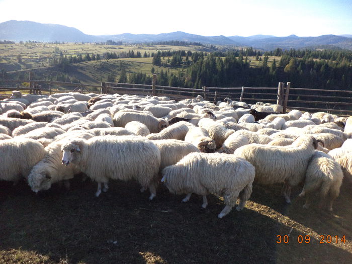 Oile si muntii cu padurile