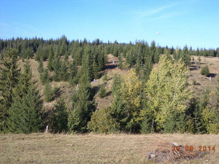 Padurea toamna-plopi tremuratori