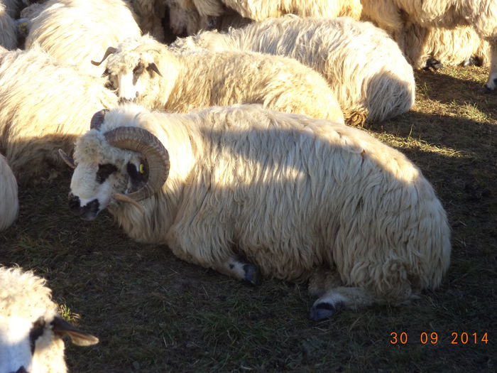 Se odihneste berbecul