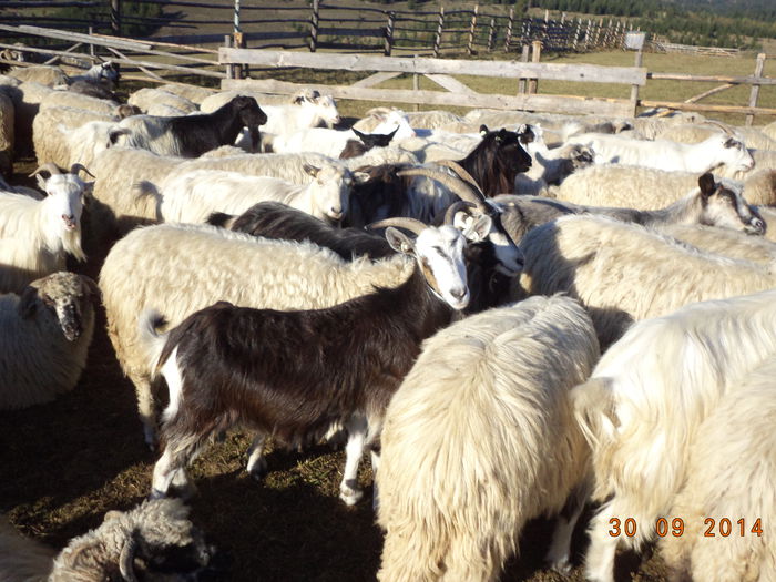 Steluta ieduta langa mama ei