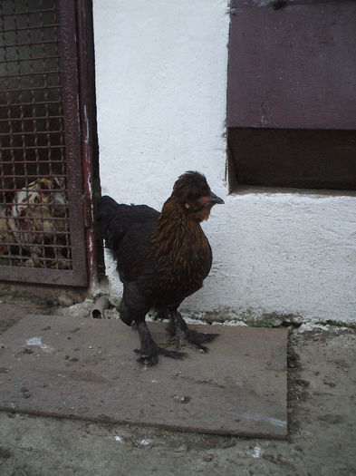 DSCF8040 - III puii mei la data de 02 09 ac