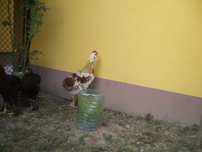 DSCF8041 - III puii mei la data de 02 09 ac