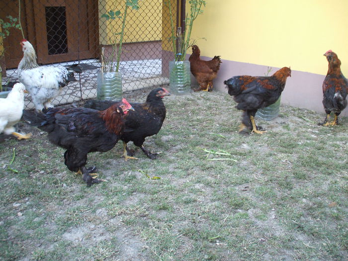 DSCF8441 - V puii mei la data de 11 09 ac