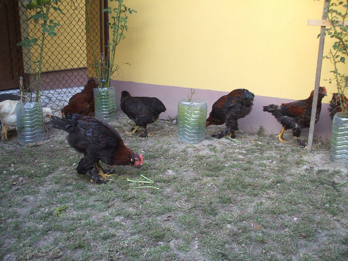 DSCF8442 - V puii mei la data de 11 09 ac