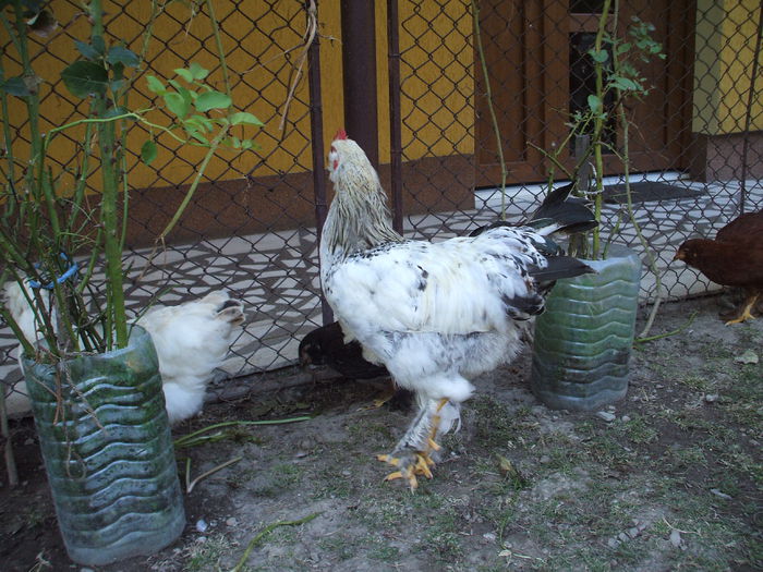 DSCF8444 - V puii mei la data de 11 09 ac