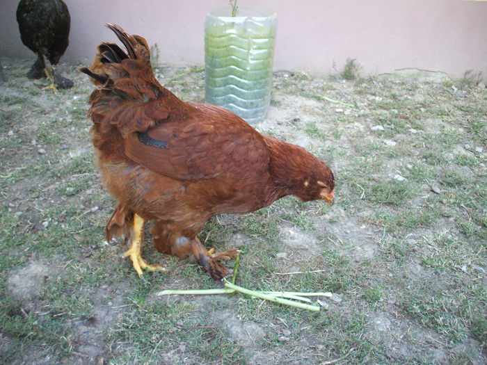 DSCF8451 - V puii mei la data de 11 09 ac