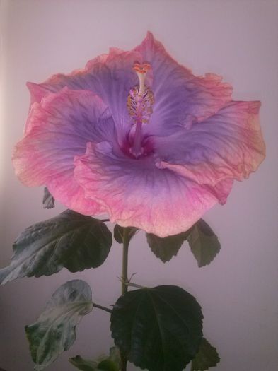 CAM00321 - FLORI 2014