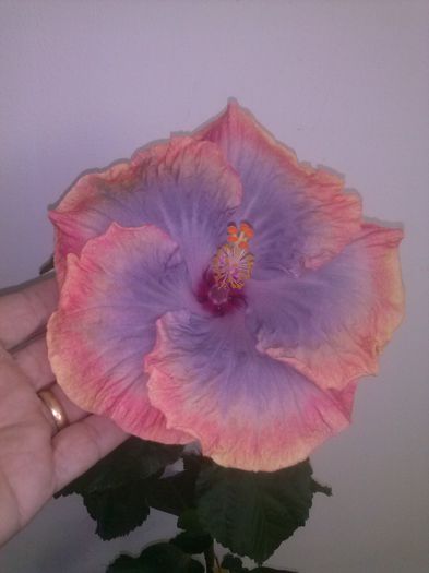 CAM00306 - FLORI 2014