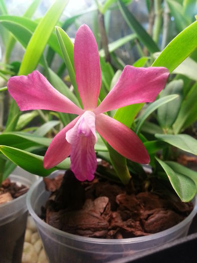 20141001_193552; Sophronitis coccinea x cattleya aclandiae
