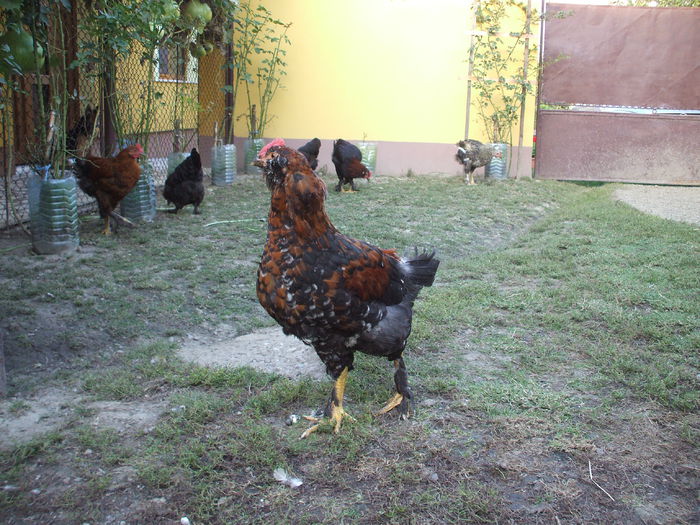 DSCF8476 - V puii mei la data de 11 09 ac