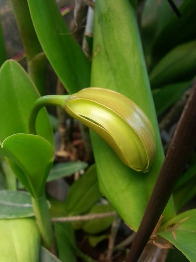 20141001_193620; Cattleya Forbesii
