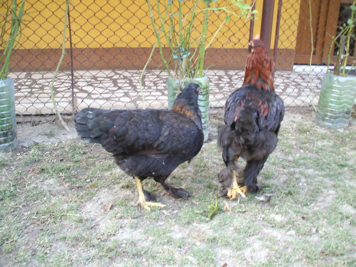 DSCF8521 - V puii mei la data de 11 09 ac