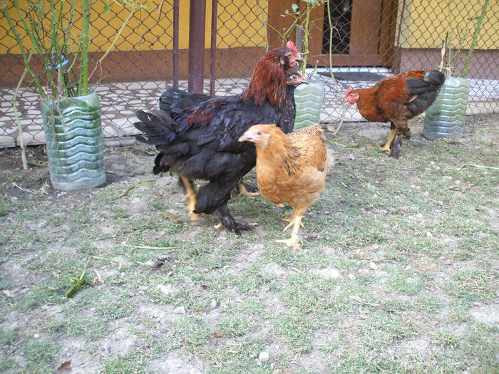 DSCF8522 - V puii mei la data de 11 09 ac