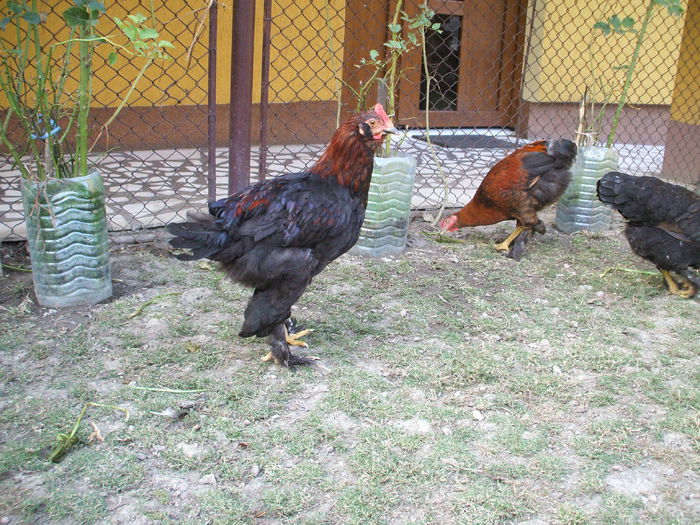 DSCF8523 - V puii mei la data de 11 09 ac