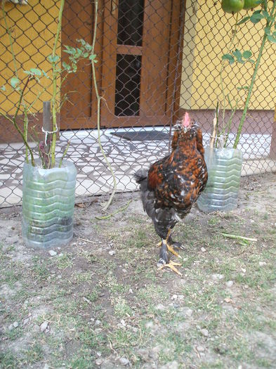 DSCF8547 - V puii mei la data de 11 09 ac