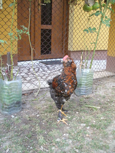 DSCF8548 - V puii mei la data de 11 09 ac