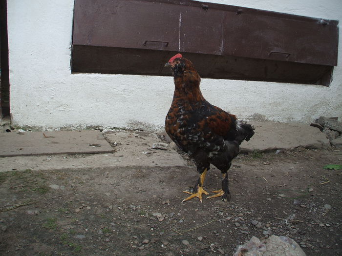 DSCF8558 - V puii mei la data de 11 09 ac