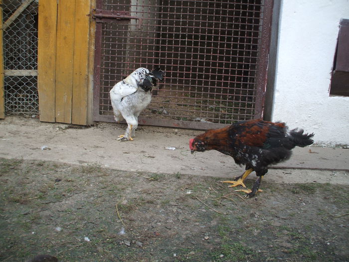 DSCF8561 - V puii mei la data de 11 09 ac