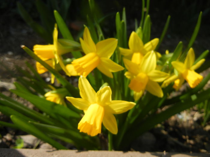 Narcissus Tete-a-Tete (2014, March 19) - Narcissus Tete-a-Tete