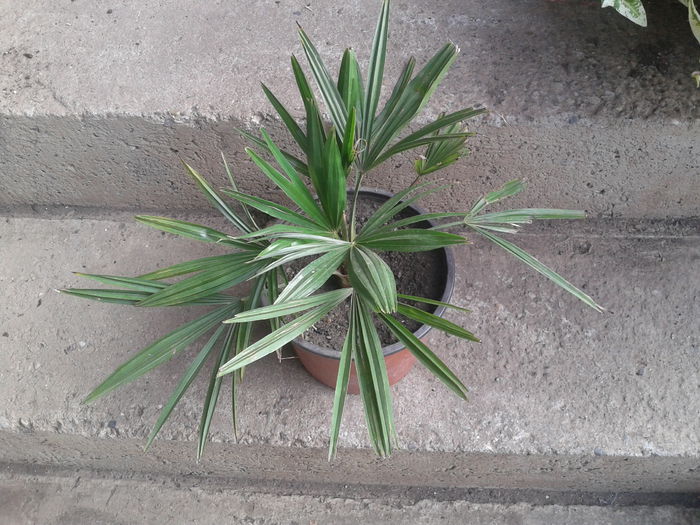 tracycarpus fortunei 70lei vandut