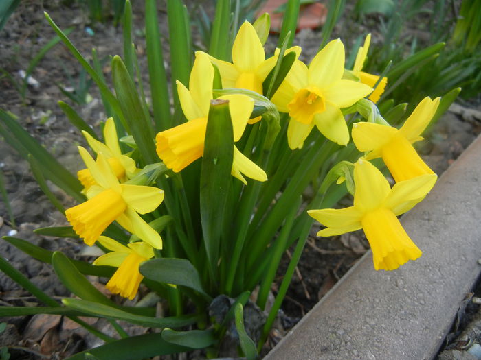 Narcissus Tete-a-Tete (2014, March 20) - Narcissus Tete-a-Tete