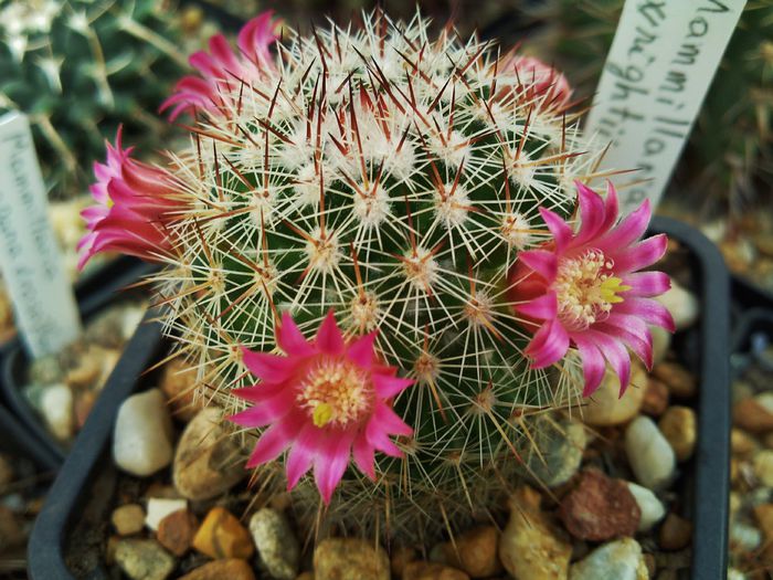 Photo0202 - Mammillaria matudae