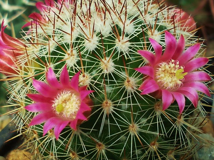 Photo0207 - Mammillaria matudae