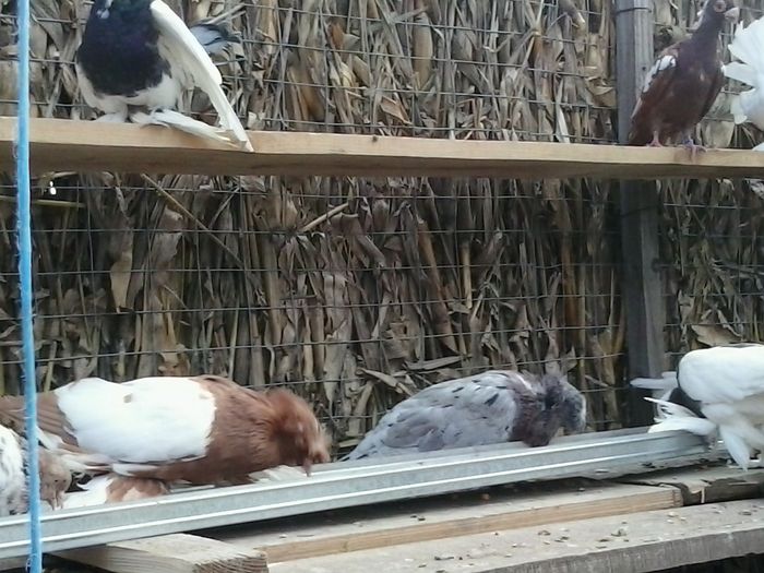 2014-09-28 09.24.50 - Voliera ornament 2015