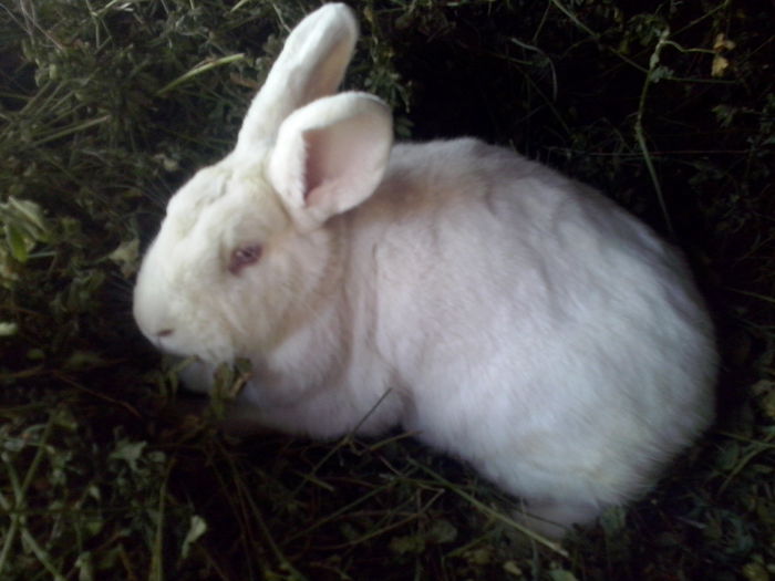 F NEOZ 2 in 15.10- 3,7 kg alapteaza 6 pui de 15 zile