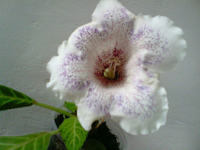 Wizardy2 x TV-M76 - Flori 2014