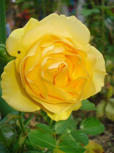 Julia Child, 1.10.2014; Multumesc Nina!!! :-)
