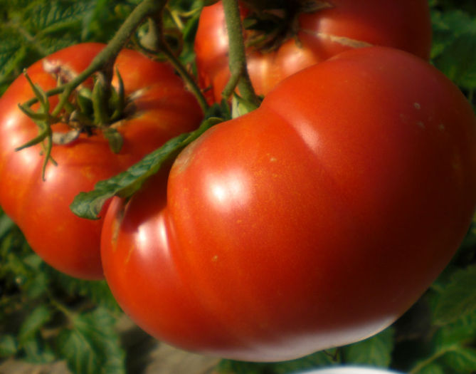 tomate mortgage lifter - TOMATE MORTGAGE LIFTER