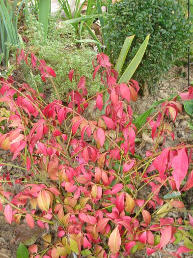 Euonymus alatus compactus - Gradina in 2014