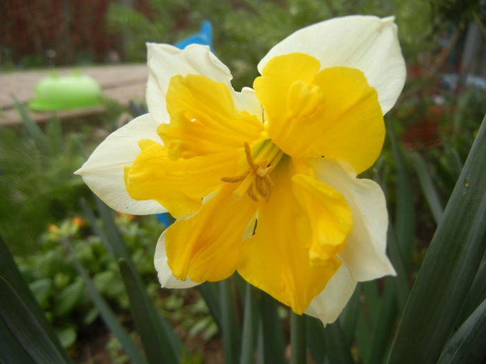 Narcissus Sovereign (2014, March 25) - Narcissus Sovereign