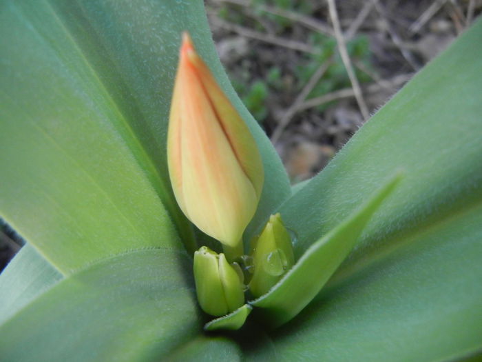 Tulipa Praestans Fusilier (2014, Mar. 23) Tulipa Praestans Fusilier (2014, Mar. 23)