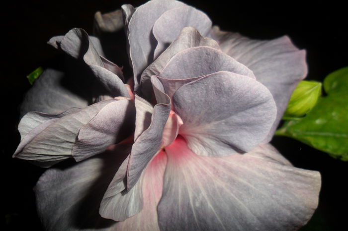 snooks - hibiscusi 2014-3