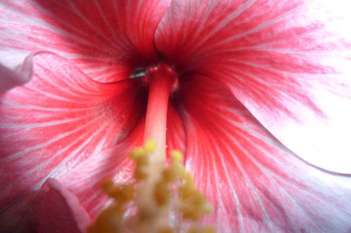 SAM_2227 - hibiscusi 2014-3