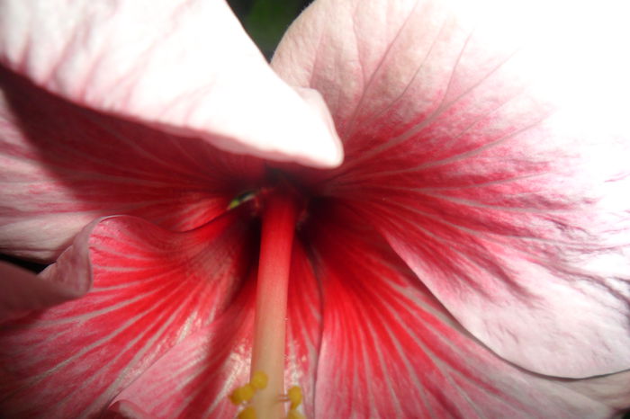 SAM_2228 - hibiscusi 2014-3