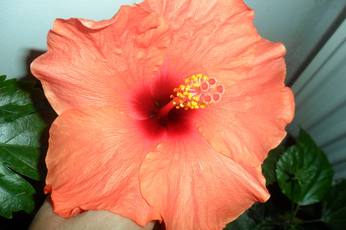 SAM_2230 - hibiscusi 2014-3