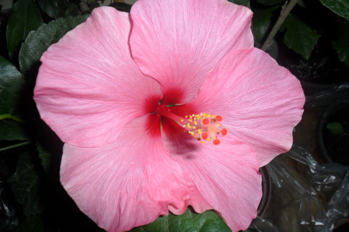 SAM_2233 - hibiscusi 2014-3