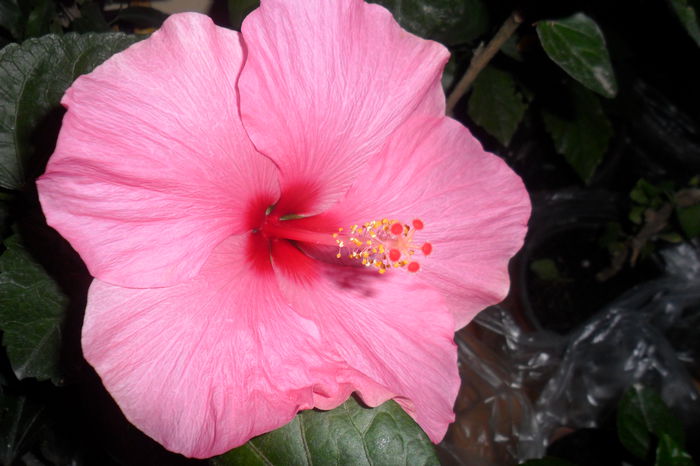 SAM_2234 - hibiscusi 2014-3