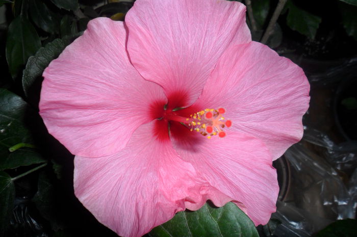 SAM_2235 - hibiscusi 2014-3