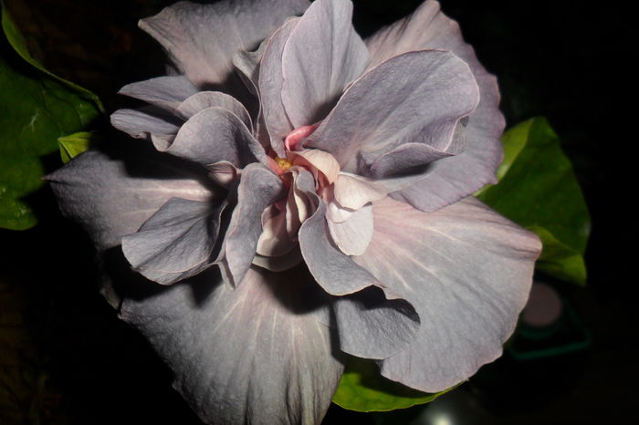 SAM_2236 - hibiscusi 2014-3