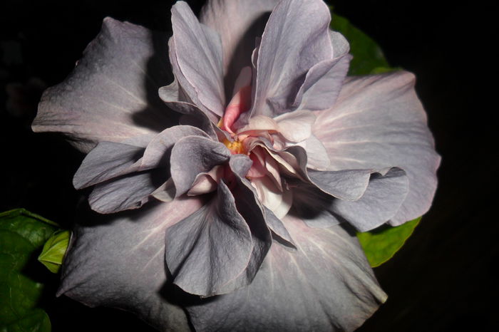 SAM_2238 - hibiscusi 2014-3