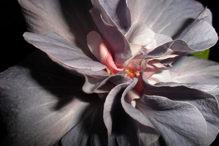 SAM_2239 - hibiscusi 2014-3