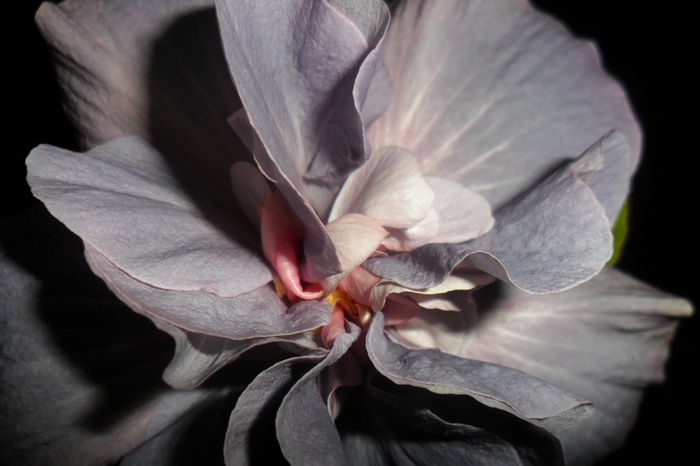 SAM_2240 - hibiscusi 2014-3